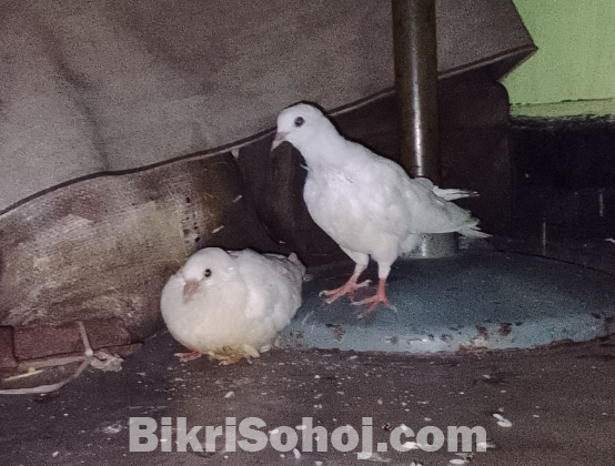 কাগজি কবুতর এক জোড়া